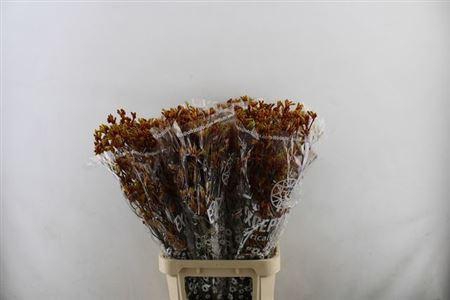 <h4>Anigoz Gold Fever</h4>