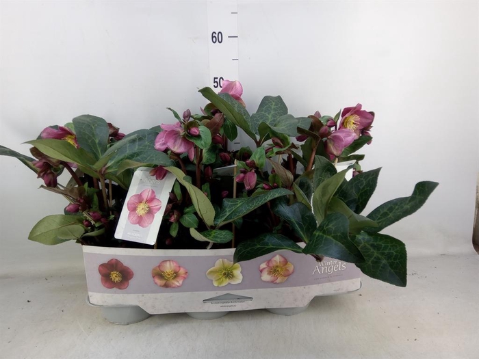 <h4>Helleborus   ...</h4>