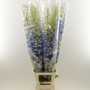 Delphinium Double Aurora Blue