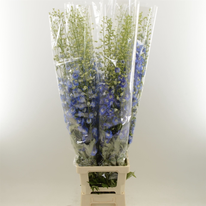 <h4>Delphinium double Aurora Blue</h4>