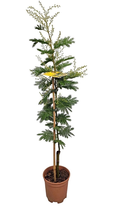 <h4>MIMOSA PUDICA</h4>