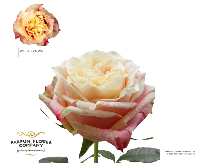 Rosa Garden Wild Crown