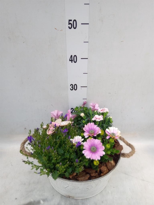 <h4>Arr.   Perkplanten H%</h4>