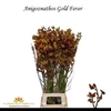 Anigoz Gold Fever