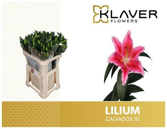 <h4>LI OR CALVADOS</h4>