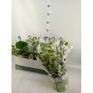 Epipremnum pinn. 'NJoy'