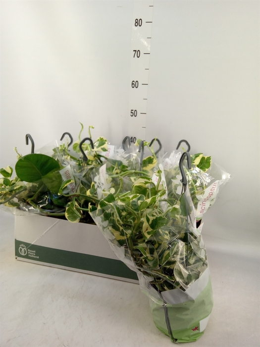 <h4>Epipremnum pinn. 'NJoy'</h4>