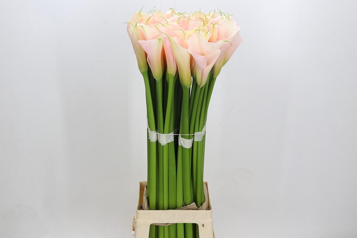 <h4>Zantedeschia Eydolls Salmon</h4>