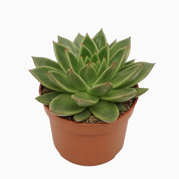 <h4>Echeveria agavoides</h4>