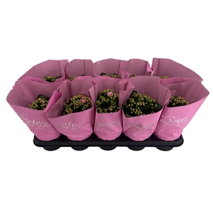 KAL GE PERFECTA ROSA