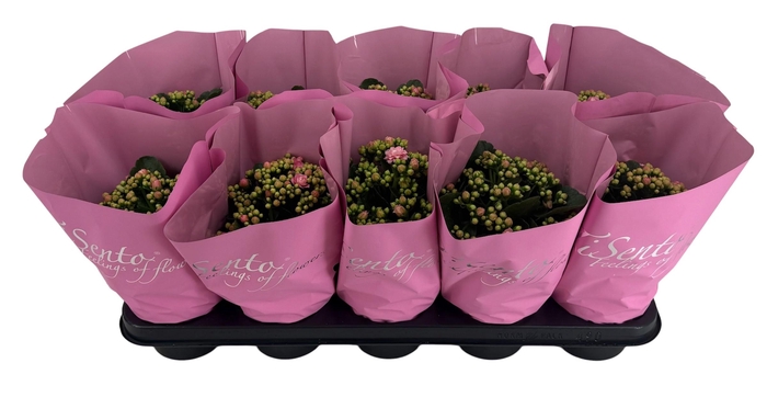 <h4>KAL GE PERFECTA ROSA</h4>