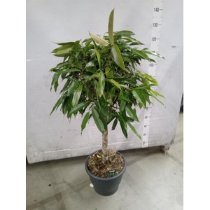 Ficus binn. 'Amstel King'