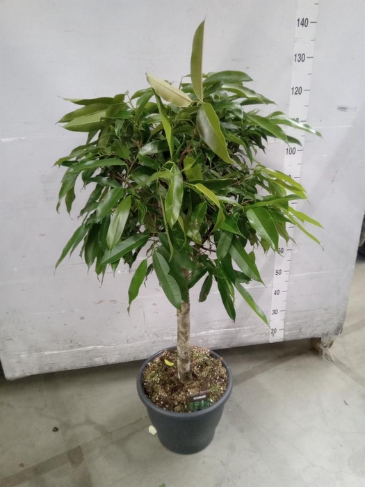 <h4>Ficus binn. 'Amstel King'</h4>