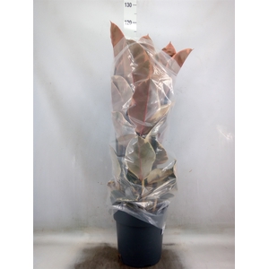 Ficus elastica 'Belize'
