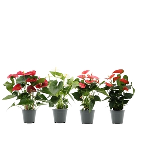 Anthurium 4 color mix in transparant sleeve