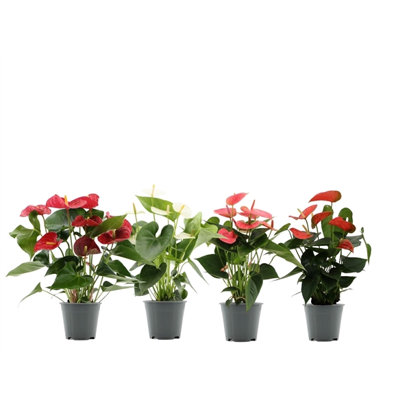 <h4>Anthurium 4 color mix in transparant sleeve</h4>