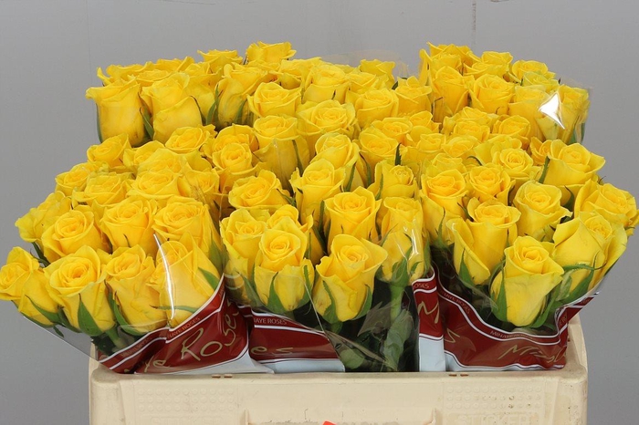 <h4>R Gr Moonwalk</h4>