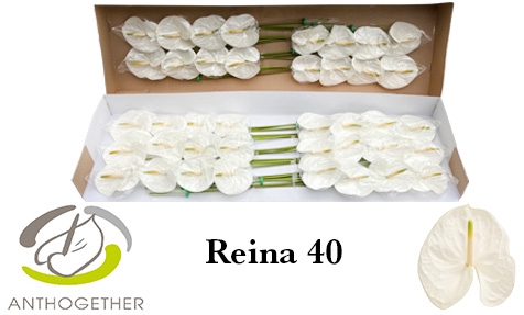 <h4>ANTH A REINA 40 smart pack</h4>