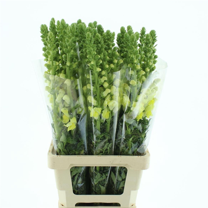 <h4>Antir Op Yellow</h4>