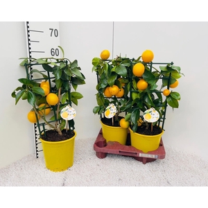Citrus meyeri Lemon rack/trellis (s2)