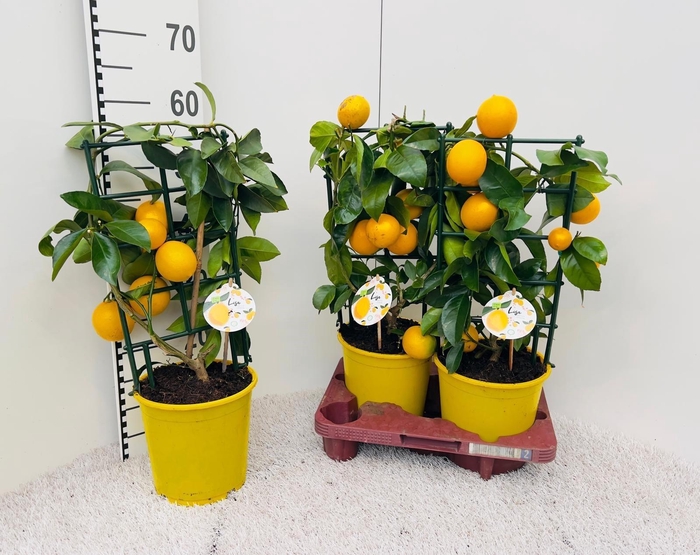 <h4>Citrus meyeri Lemon rack/trellis (s2)</h4>