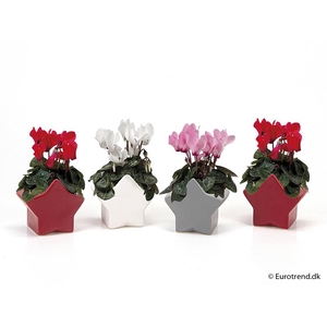 CYCLAMEN PERSICUM- P6 E 2267