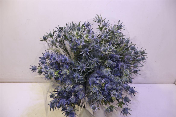 <h4>Eryn Mag Blue Lagoon X5</h4>