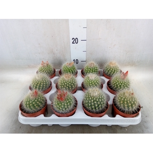 Cactus   ...