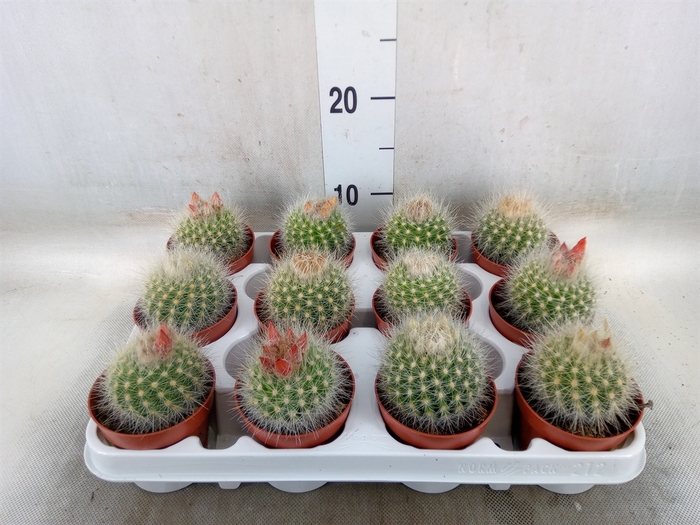 <h4>Cactus   ...</h4>