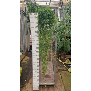 Parthenocissus striata hangplant XL