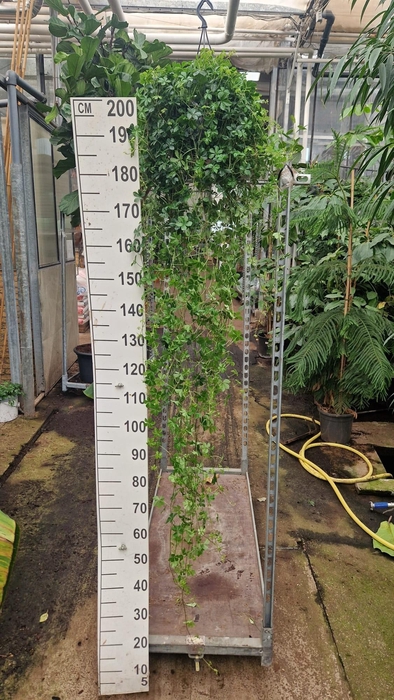 <h4>Parthenocissus striata hangplant XL</h4>