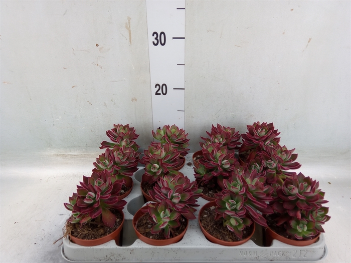 <h4>Echeveria pulvinata 'Devotion'</h4>