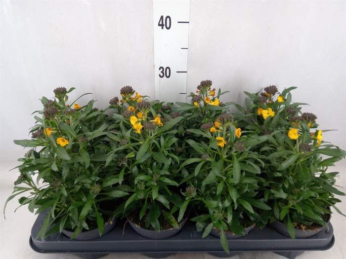 <h4>Erysimum Fragrant Sunshine</h4>