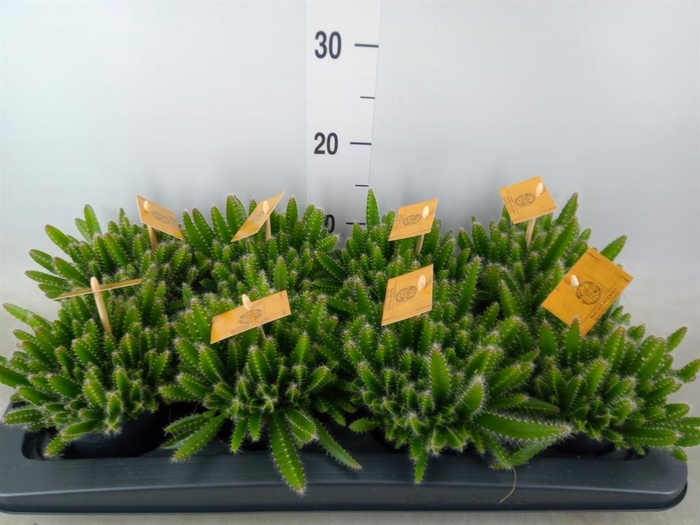 <h4>Hylocereus undatus</h4>