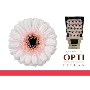 Germini Kokomo Diamond