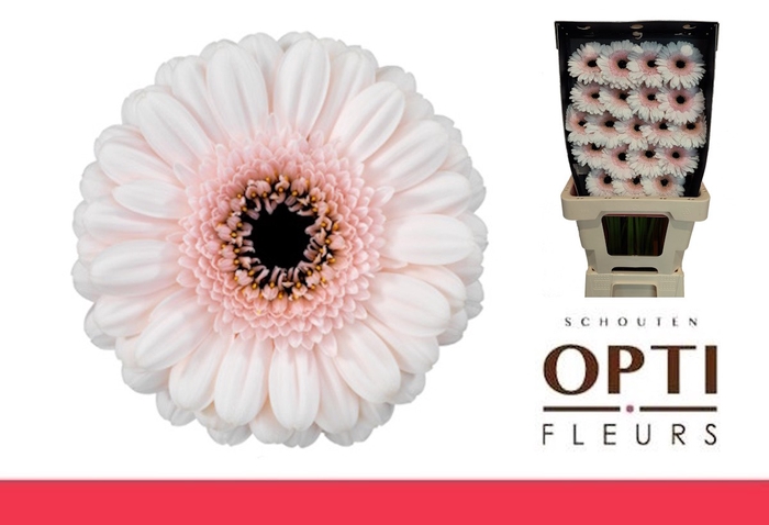 <h4>Germini Kokomo Diamond</h4>