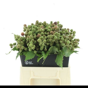 RUBUS FR CHESTER