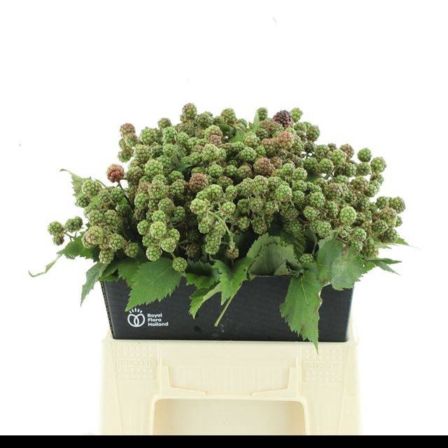 <h4>RUBUS FR CHESTER</h4>