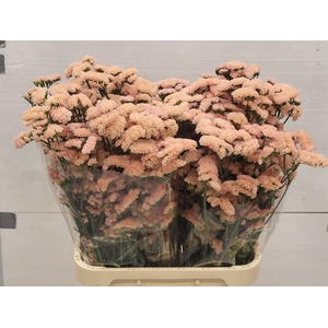 LIM S SIN HO APRICOT