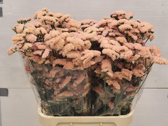 <h4>LIM S SIN HO APRICOT</h4>