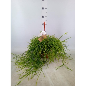 Rhipsalis heteroclada