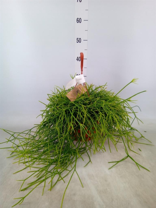 <h4>Rhipsalis heteroclada</h4>