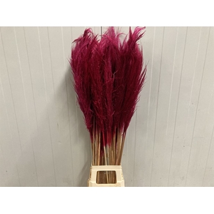 Corta Selloana Dried Cerise