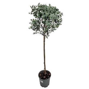 Eucalyptus Gunnii Stem