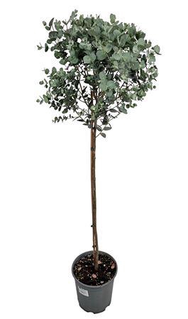 <h4>Eucalyptus Gunnii Stem</h4>