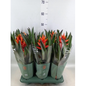 Aechmea  'Pepita Elegant Flames'