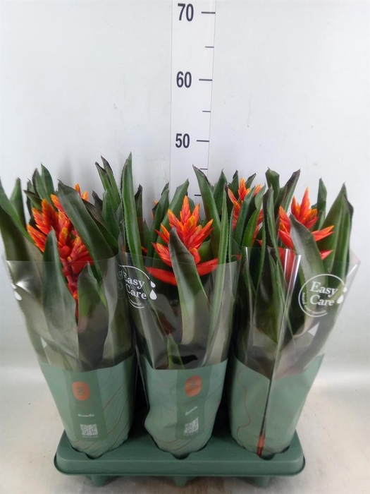 <h4>Aechmea  'Pepita Elegant Flames'</h4>