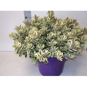 HEBE AND VARIEGATA
