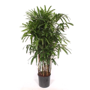 Rhapis excelsa
