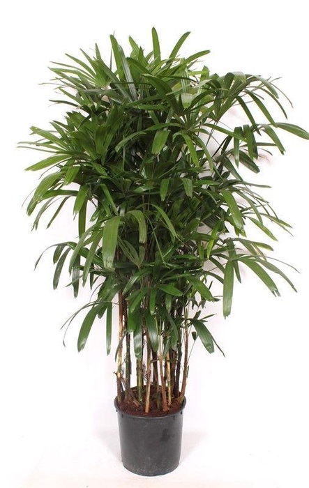 <h4>Rhapis excelsa</h4>